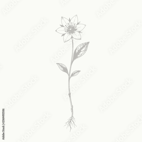 Detailed drawing of a single flower.