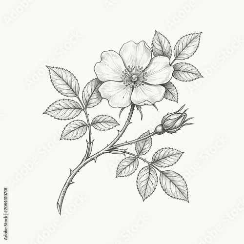 Detailed drawing of a single rose.