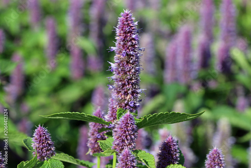 Purple giant hyssop flower spikes