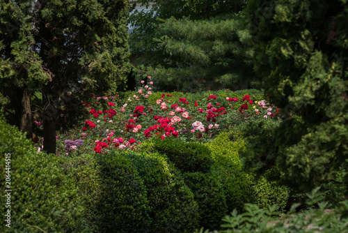 a luxurious rose garden where a multitude of multi-colored roses bloomed amon...
