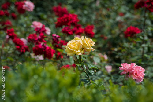bright red, yellow, pink flowers garden roses