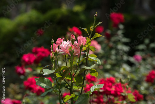 flowering bushes bright red flowers close up garden roses