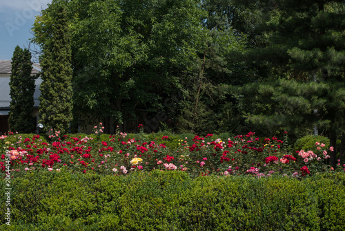 rose garden, multi-colored roses bloomed among lush greenery