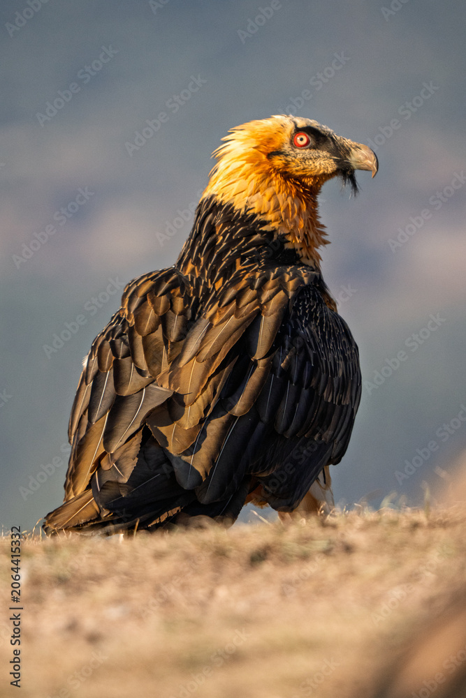 Fototapeta premium Majestic adult Bearded Vulture (Gypaetus barbatus) perched in profile during golden hour
