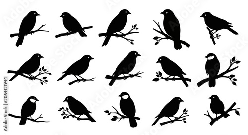 Photography Silhouettes of birds perched on tree branches in various poses