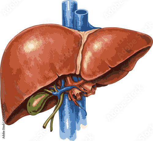 Cuadro en lienzo Human anatomy, liver structure, Academic Material, realistic human liver anatomy