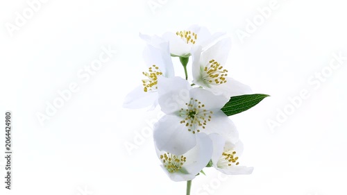 a close-up of a flowering branch of white jasmine