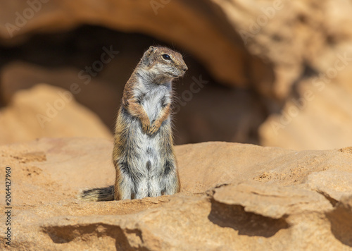 Fotografie Proud Barbary Ground Squirrel Standing Upright Looking Right on Desert Sandstone