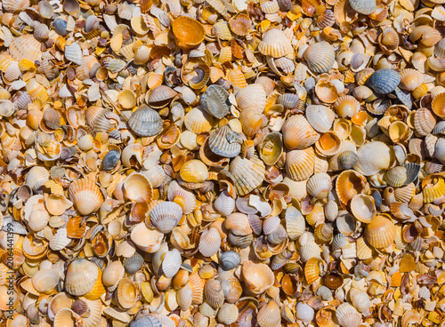 Konstfotografi closeup heap of empty marine shells  on sand as a natural background