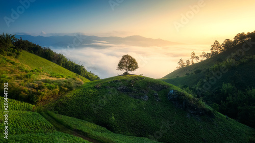 Lonely Tree over Rolling Hill in Farmland Countryside and Foggy Clouds at Golden Sunrise