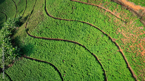 Aerial View of Lush Green Vegetable Plantation with Curved Terraced Rows on Hillside