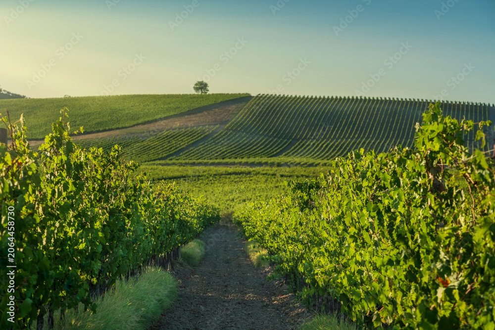 Naklejka premium Chianti Vineyards and Lonely Tree on Hill, Tuscany
