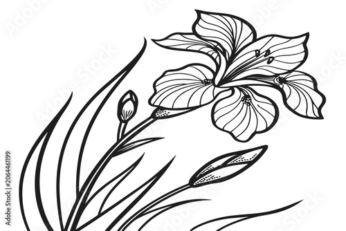 coloring page line art the walking iris flower black vector