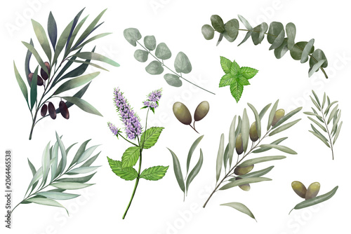 Cuadro en lienzo Botanical Collection with Eucalyptus , Peppermint , Olive branches with Green a