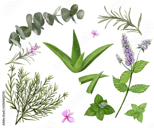Watercolor botanical Collection featuring Aloe Vera plant, sliced leaves and visible Gel, Eucalyptus Branch, Rosemary plant and flowering sprigs, Peppermint plant with leaves. 