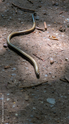 Slika na platnu Elegant slow worm stretching across a woodland trail in bright sunshine