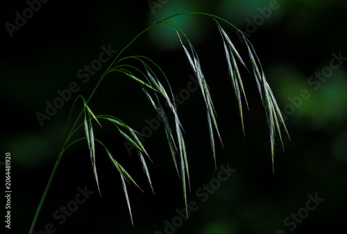 Canvas-taulu An inflorescence of a plant, a grass of the Bromus family on a dark background