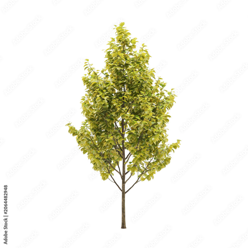 Fototapeta premium A young deciduous tree with dense, bright green foliage and a slender brown trunk, isolated on a solid black background, for landscape projects