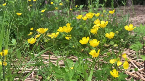 Yellow buttercup flowers growing in a meadow, swaying in the wind, close-up