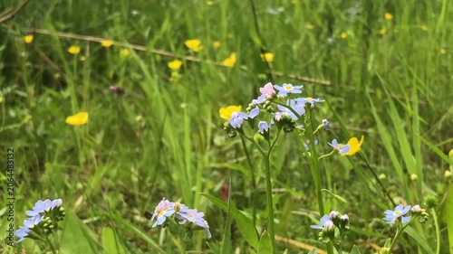 Blue forget-me-not flowers on a green meadow, summer landscape