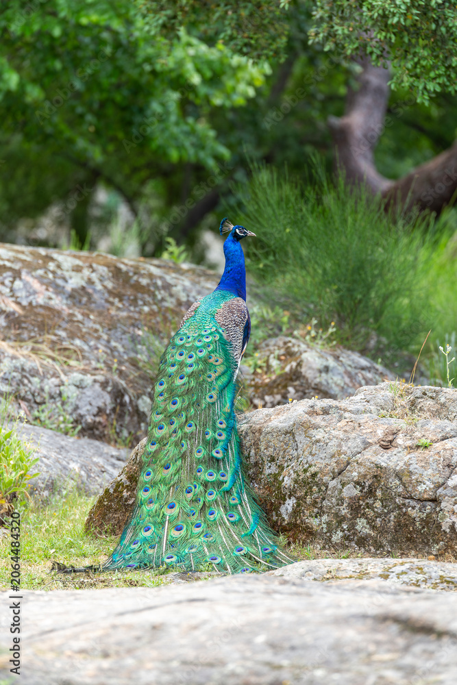Obraz premium Male Indian peacock Pavo cristatus standing on large rocks showing beautiful folded train feathers trailing down in a green outdoor park, vertical view