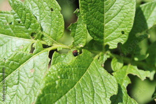 Tableau sur toile Potato leaf damaged by Colorado potato beetle infestation