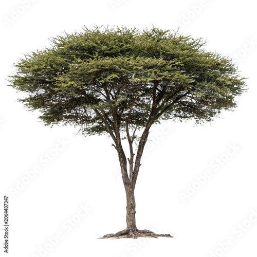 Large acacia tree with a wide flat canopy and textured brown trunk isolated on a white background, for architectural visualization projects