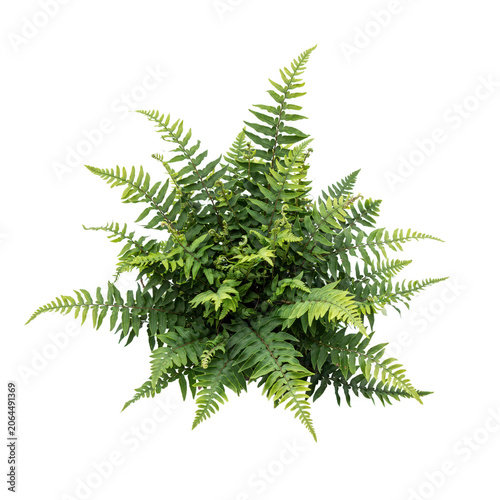 View of a vibrant green fern plant showing symmetrical leaf patterns and dense foliage isolated on a white background for