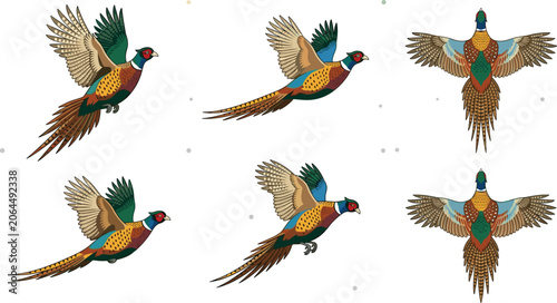 Bild auf Leinwand Ring Necked Common Pheasant Bird Flying Vector Illustration Set with Diverse Win