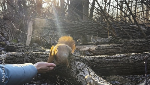 Photos Wild fluffy squirrel taking nuts from female arm and gnawing it at sunny forest