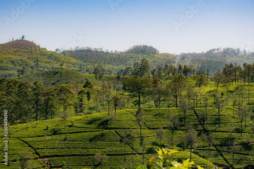 Foto ceylon tea fields, tea plantation in hill country sri lanka nuwaraeliya in late