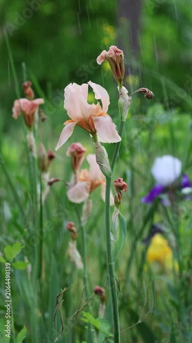 Delicate Bearded Colorful Iris Flowers in Natural Meadow Environment. Romantic Spring Iris Flowers with Soft Rain Background Slow Motion Vertical Nature Video