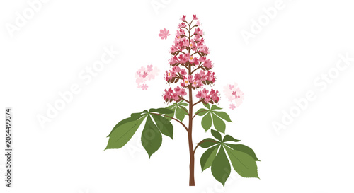 Detailed illustration of a horse chestnut tree branch with a tall spike of pink flowers and large palmate leaves on white background.