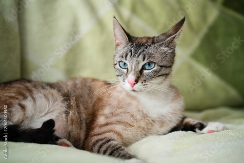 Cute tabby kitten with blue eyes lying on soft green blanket — adorable young cat portrait with pink nose, domestic pet and feline beauty concept