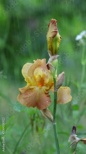 Peach Bearded Iris Flower Swaying in Rain in Slow Motion. Delicate Iris Germanica Bloom with Raindrops and Wind Outdoors Vertical Video Nature Background