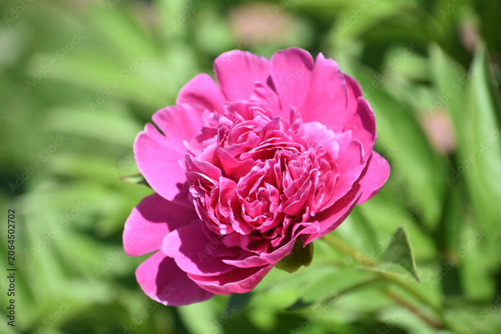 Fototapeta premium Stunning Pink Peonies Flowering in Summer Garden Landscape
