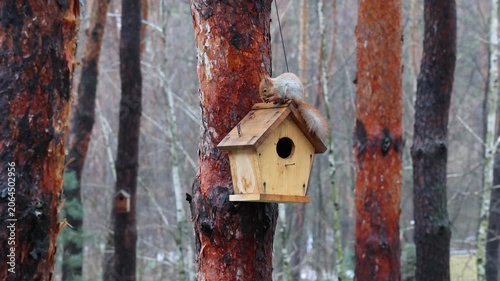 Three Red Squirrels Playing Around Wooden Nest Box in Pine Forest. Cute Red Squirrels Chasing Each Other Near Birdhouse. Family of Three Red Squirrels Exploring Forest Nest Box