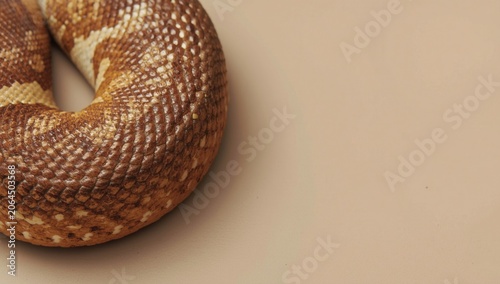 Visual detail of reptile scale texture and shedding on a non-venomous snake close-up