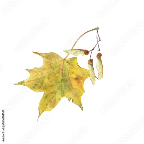 An autumn composition with a yellow maple leaf and maple seeds, hand-painted in watercolor on an isolated background. Simple clip art for autumn interior decor and design.