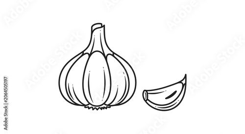 Obraz na plátně Garlic bulb and clove illustration hand drawn line art silhouette allium