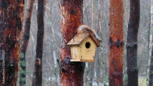 Playful Red Squirrels Running Around Wooden House in Pine Woods. Wild Red Squirrels Socializing Around Tree Mounted Birdhouse