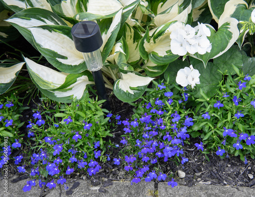 Garden Hosta with Purple Lobelia