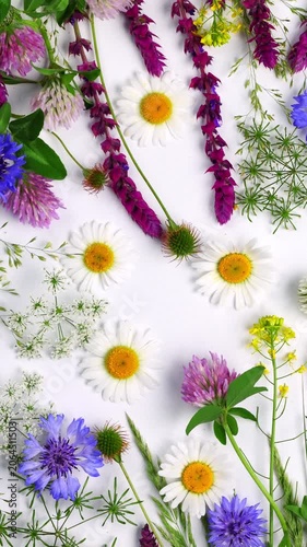 Wild Meadow Flower Pattern on White Background. Botanical Arrangement of Chamomile, Cornflower, Salvia, Clover and Wild Herbs Vertical Video Nature Background