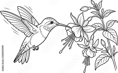 hummingbird and flower vector