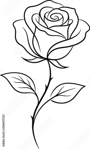 white rose vector illustration