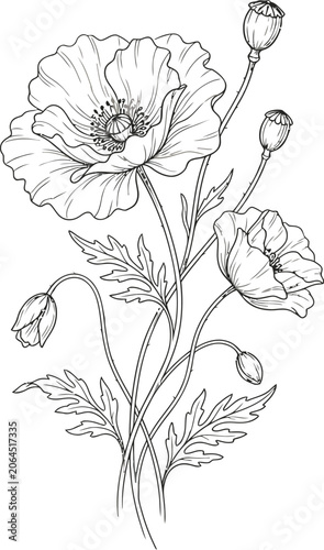 hand drawn flowers