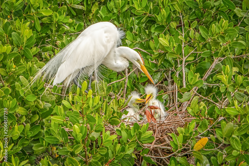 A Great Egret (Ardea alba) and its chicks in a nest high within a lush mangrove forest near Naples, Florida.