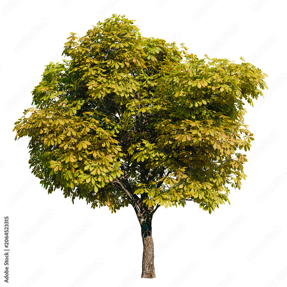 Fototapeta premium Isolated tree with transparent background. Asculus hippocastanum or the horse chestnut is a robust tree up to 25 meters high. Summer vresion. 