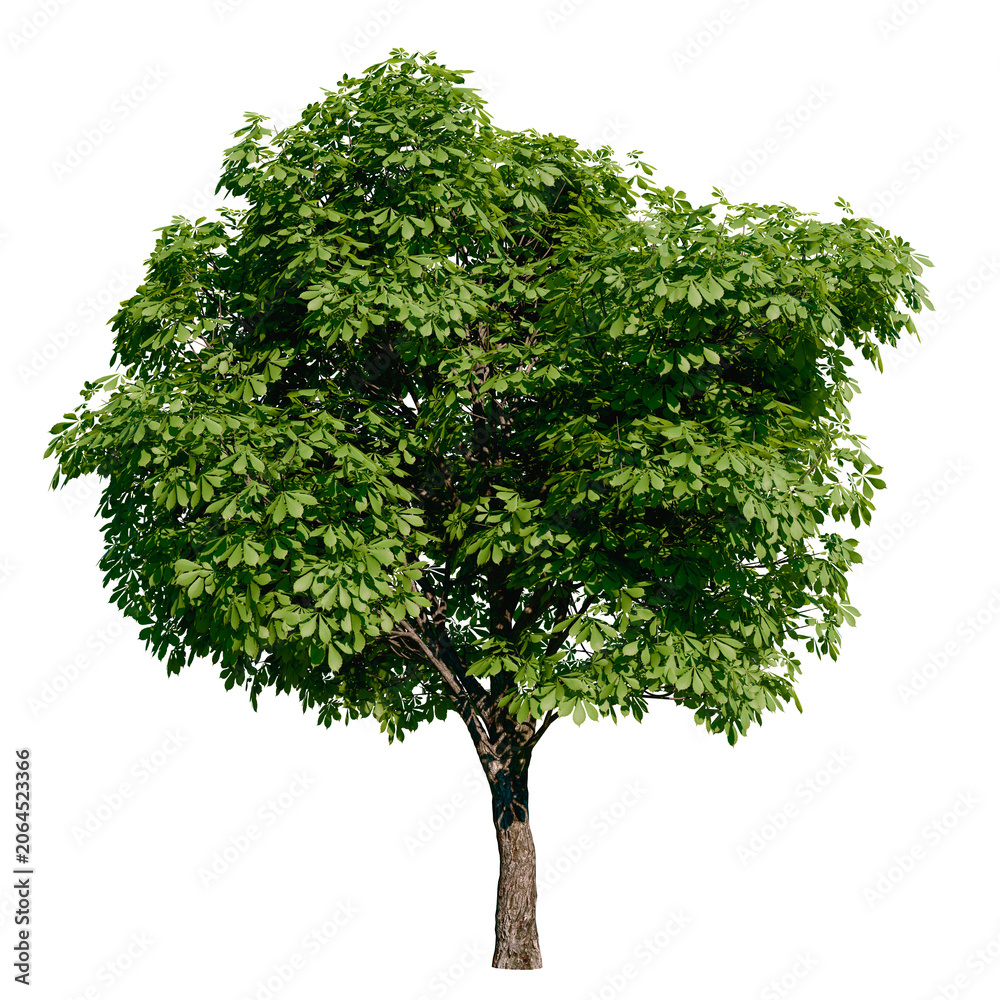 Fototapeta premium Isolated tree with transparent background. Asculus hippocastanum or the horse chestnut is a robust tree up to 25 meters high. Spring version. 
