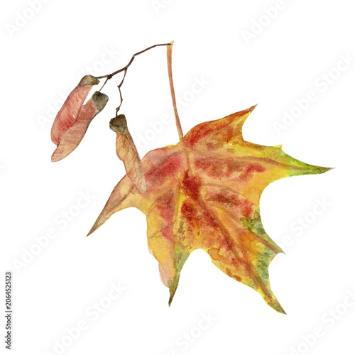 An autumn composition featuring a red maple leaf and maple seeds, hand-painted in watercolor on an isolated background. Simple clip art for autumn interior decor and design.